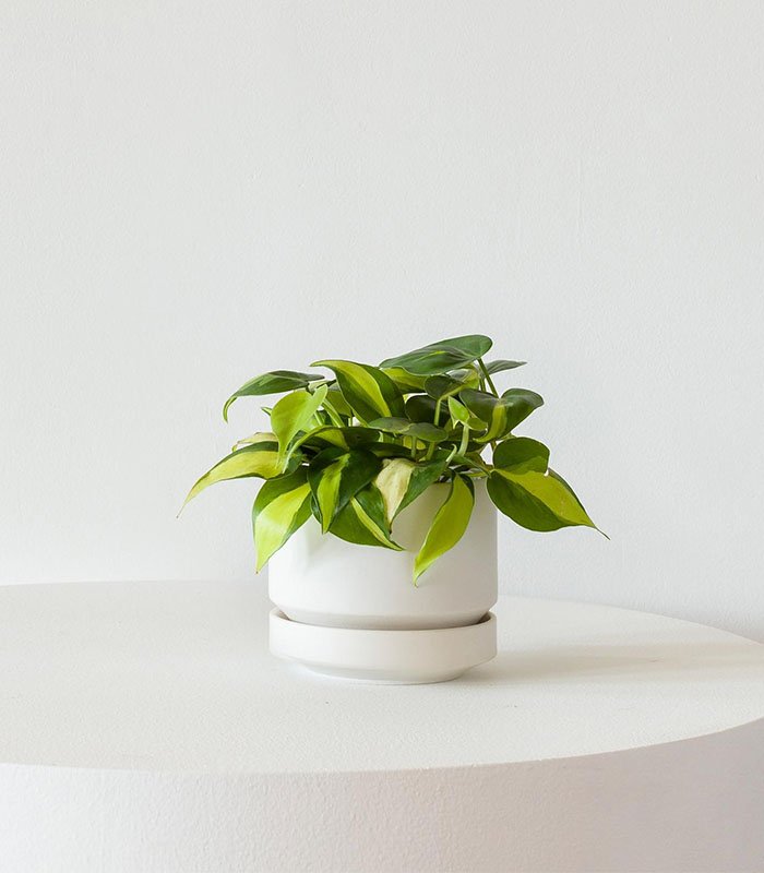 w-indoor-plants-small-6-0 Philodendron Brasil - Image 1
