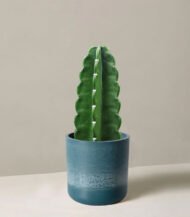Mica Douro Pot - Image 5