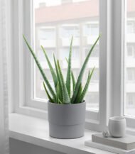 Mica Douro Pot - Image 4